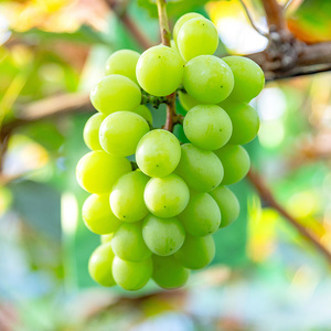 【先行予約】川俣町産 シャインマスカット&ヌーベルローズ 約1kg以上  FAF-0062