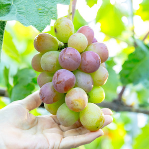 【先行予約】川俣町産 シャインマスカット&ヌーベルローズ 約1kg以上  FAF-0062