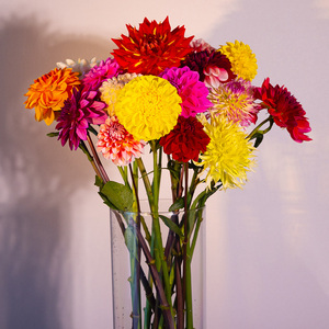 川俣町産 夏季に届く ダリア 一般ミックス品 生花  FAF-0067