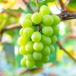 【先行予約】川俣町産 シャインマスカット&BKシードレス 約1kg以上  FAF-0063