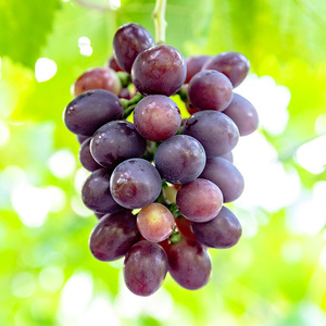 【先行予約】川俣町産 シャインマスカット&BKシードレス 約1kg以上  FAF-0063