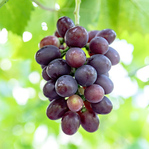 【先行予約】川俣町産 BKシードレス&ヌーベルローズ 約1kg以上  FAF-0064