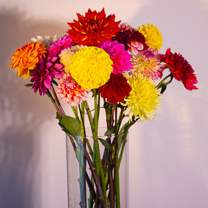 川俣町産 冬季に届く ダリア 一般ミックス品 生花  FAF-0068