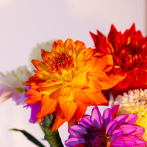 川俣町産 冬季に届く ダリア 一般ミックス品 生花  FAF-0068