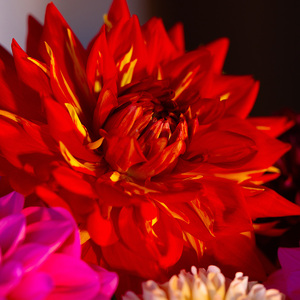 川俣町産 冬季に届く ダリア 一般ミックス品 生花  FAF-0068