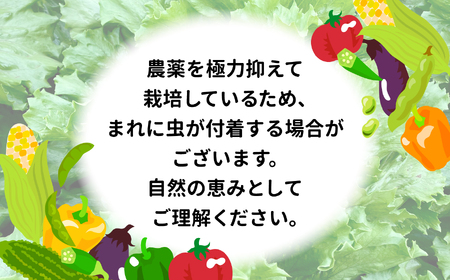 野菜 定期便【全3回】（10種類前後） 先行予約