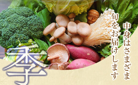 野菜セット【6回定期便】10種類前後 |野菜 福島県 大玉村