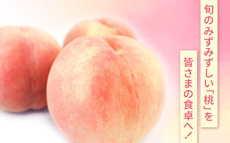 桃 先行予約 5kg 桃 桃 桃