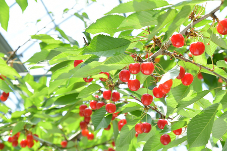 さくらんぼ 【5月20日入金分まで】 バラ詰め 700g