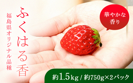 【先行予約】香りが強い！福島県オリジナル品種「ふくはる香」小粒 バラ詰め 約1.5kg（約750g×2パック） いちご イチゴ 苺 福島県 鏡石町 鏡石農遊園  F6Q-079