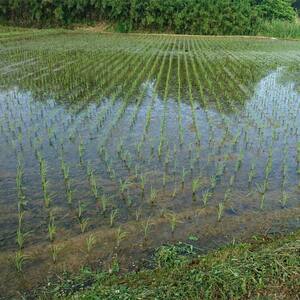 〈先行予約 2026年産米〉 福島県鏡石町産 和田農園「天のつぶ」玄米 5kg 米 コメ こめ F6Q-439