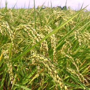 〈先行予約 2026年産米〉 福島県鏡石町産 和田農園「天のつぶ」玄米 5kg 米 コメ こめ F6Q-439