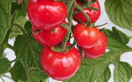 ＜先行予約＞粒の大きさ保証！甘くて柔らか新食感 ミニトマト「ぷちぷよ」30粒入り 野菜 とまと  F6Q-097