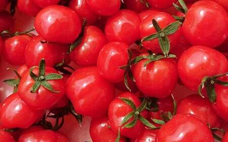 ＜先行予約＞粒の大きさ保証！甘くて柔らか新食感 ミニトマト「ぷちぷよ」30粒入り 野菜 とまと  F6Q-097