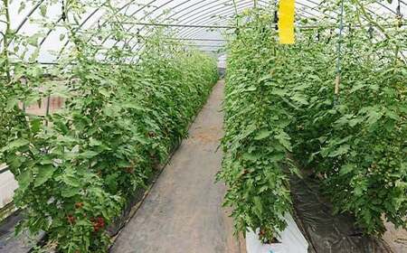 ＜先行予約＞粒の大きさ保証！甘くて柔らか新食感 ミニトマト「ぷちぷよ」30粒入り 野菜 とまと  F6Q-097