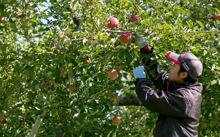 ＜先行予約＞ 福島県産 甘くてジューシー 桃 玉うさぎ 2kg（7玉～10玉） モモ フルーツ 果物 福島県 鏡石町  F6Q-358