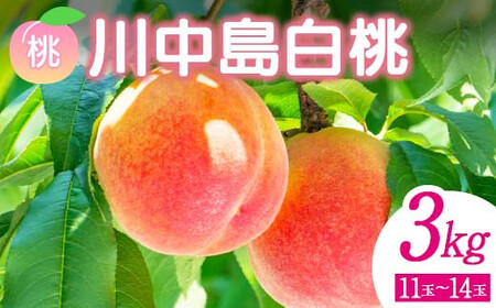 ＜先行予約＞ 福島県産 甘くてジューシー 桃 川中島 白桃 3kg（11玉～14玉） モモ フルーツ 果物 福島県 鏡石町  F6Q-356