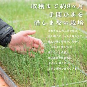 《先行予約》 2026年発送 ＜訳アリ＞ うまみたっぷり！ 不揃い 玉ねぎ 5kg たまねぎ タマネギ 玉葱 野菜 訳あり ワケアリ  F6Q-150