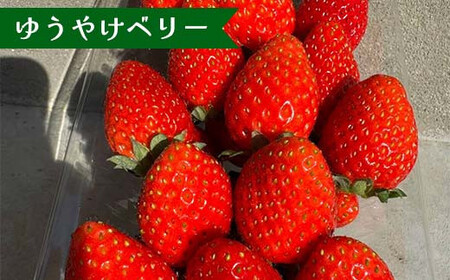【先行予約】福島県オリジナル品種「ふくはる香」「ゆうやけベリー」食べ比べセット約500g（250g×2パック） いちご イチゴ 苺 福島県 鏡石町 鏡石農遊園  F6Q-227