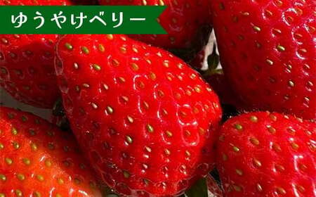 【先行予約】福島県オリジナル品種「ふくはる香」「ゆうやけベリー」食べ比べセット約１kg（250g×4パック） いちご イチゴ 苺 福島県 鏡石町 鏡石農遊園  F6Q-228