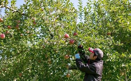 ＜先行予約＞福島県産 甘くてジューシー 桃 あかつき 2kg （7玉～10玉） もも フルーツ 果物 F6Q-352