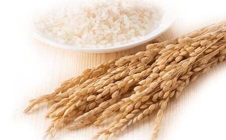 令和7年産米 鏡石町産天のつぶ精米5kg 米 お米 コメ ごはん ご飯 F6Q-405