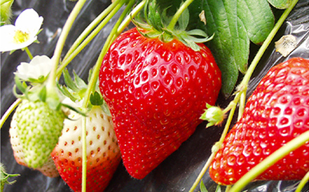 石井果樹園の完熟いちご とちおとめ 3Lサイズ 約500g(260g×2パック) イチゴ 苺 福島県 鏡石町 F6Q-394