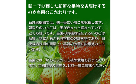 石井果樹園の完熟いちご とちおとめ 3Lサイズ 約500g(260g×2パック) イチゴ 苺 福島県 鏡石町 F6Q-394