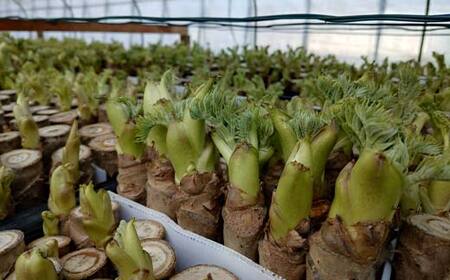 山菜の王様 鏡石の自然の恵み タラの芽 約200g（約50g×4） 山菜 野菜 食品 F6Q-467