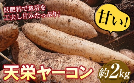 甘い！特別栽培で作った天栄ヤーコン 約2kg 生芋 レシピ様々 芋 イモ 根菜 福島県 天栄村 F21T-114