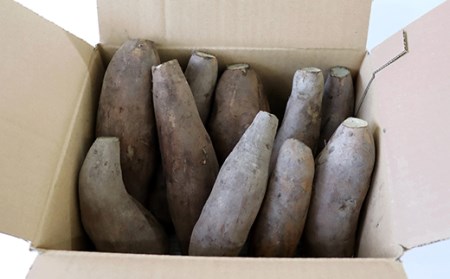 甘い！特別栽培で作った天栄ヤーコン 約2kg 生芋 レシピ様々 芋 イモ 根菜 福島県 天栄村 F21T-114