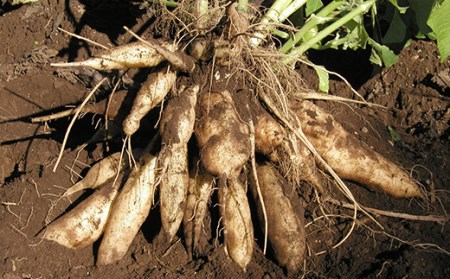 甘い！特別栽培で作った天栄ヤーコン 約2kg 生芋 レシピ様々 芋 イモ 根菜 福島県 天栄村 F21T-114