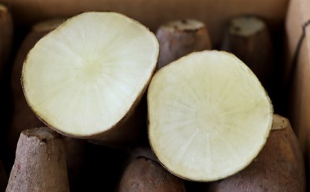 甘い！特別栽培で作った天栄ヤーコン 約2kg 生芋 レシピ様々 芋 イモ 根菜 福島県 天栄村 F21T-114