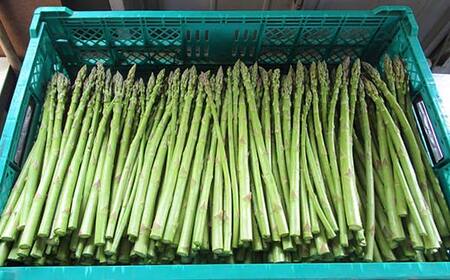 【先行予約】 ≪天栄村産≫ 春芽アスパラM～Lサイズ 1.7kg F21T-439