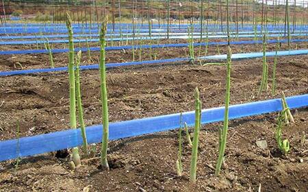 【先行予約】 ≪天栄村産≫ 春芽アスパラM～Lサイズ 1.7kg F21T-439