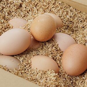 下郷産こしひかり(3kg)と地鶏卵(10個)【配送不可地域:離島】【1402178】