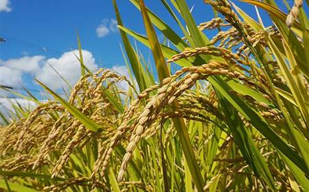 令和7年産米 西会津産米 至福米コシヒカリ 玄米 3kg F4D-1911