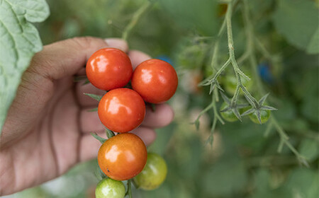 西会津ミネラル野菜セット定期便（小）5回 F4D-1405