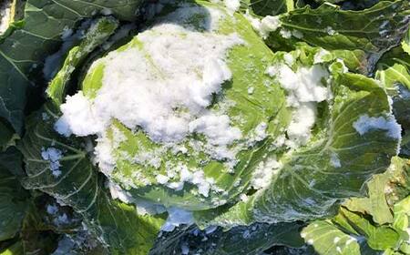 秋冬の会津発季節の野菜だより(小)<お米2kg、野菜3~5品目程度> 朝採れ 野菜 お米 米 セット 詰合せ 契約農家 朝採り 採れたて 新鮮 会津野菜 食品 F4D-1409