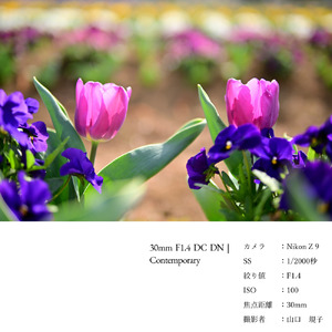 【キヤノンEF-Mマウント用】SIGMA APS-Cサイズ用 単焦点レンズ3本セット