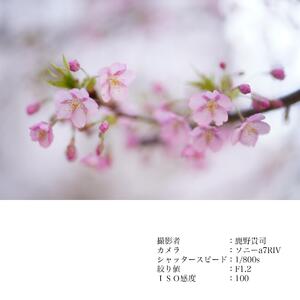 SIGMA 50mm F1.2 DG DN | Art【Lマウント】（数量限定）カメラ レンズ 家電 単焦点