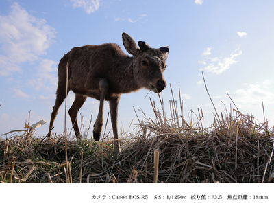 SIGMA 18-50mm F2.8 DC DN | Contemporary【キヤノンRFマウント】