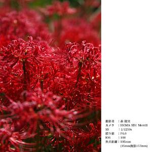 SIGMA 24-105mm F4 DG OS HSM | Art 【ニコンFマウント】（数量限定）