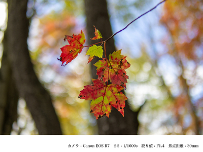 SIGMA 30mm F1.4 DC DN | Contemporary【キヤノンRFマウント】(数量限定)