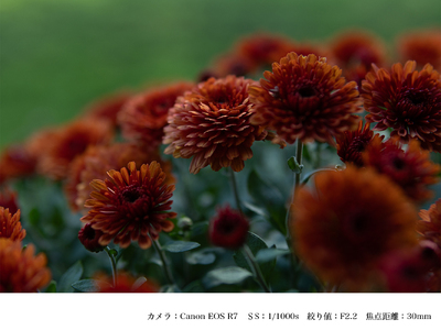 SIGMA 30mm F1.4 DC DN | Contemporary【キヤノンRFマウント】(数量限定)