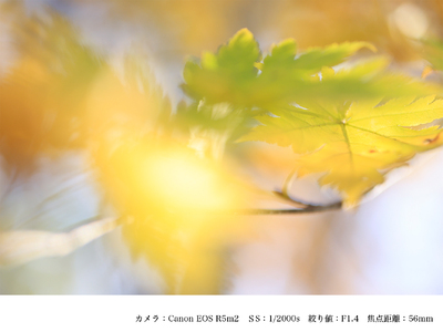 SIGMA 56mm F1.4 DC DN | Contemporary【キヤノンRFマウント】(数量限定)