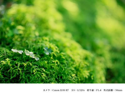 SIGMA 56mm F1.4 DC DN | Contemporary【キヤノンRFマウント】(数量限定)