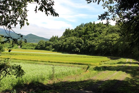 豊作御礼企画！会津の鬼ぐるみ18kg ※着日指定不可