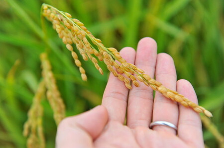 【令和7年度産】 つちや農園 猪苗代町産 特別栽培米ひとめぼれ 10kg（精米）| お米 米 ひとめぼれ