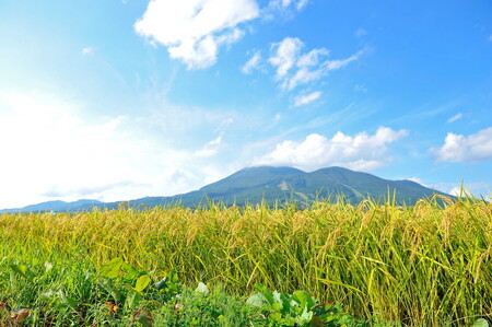 【令和7年度産】 つちや農園 猪苗代町産 特別栽培米ひとめぼれ 10kg（精米）| お米 米 ひとめぼれ